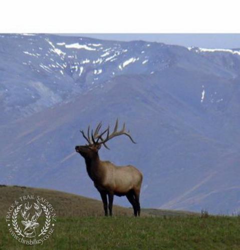 Track n Trail Safaris-New Zealand-Elk Rusa Samba white tail (28)